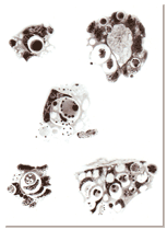 Histological preparations